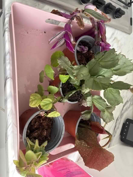 Photo of free Five houseplants - now established (Broomgrove TN34) #1