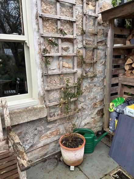 Photo of free Jasmine plant (Hayle TR27) #1