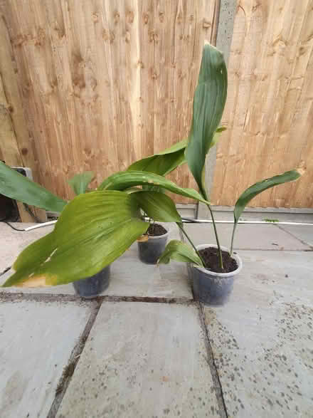 Photo of free House plants (CM21, Sawbridgeworth) #1