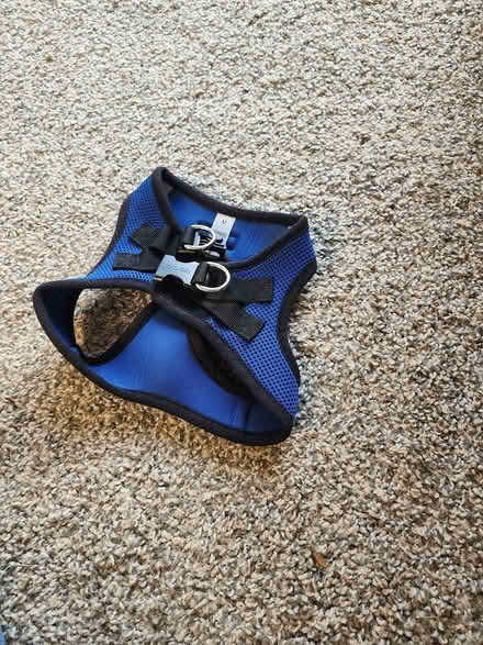 Photo of free New Voyager Dog Harness (Kirkland, WA) #1