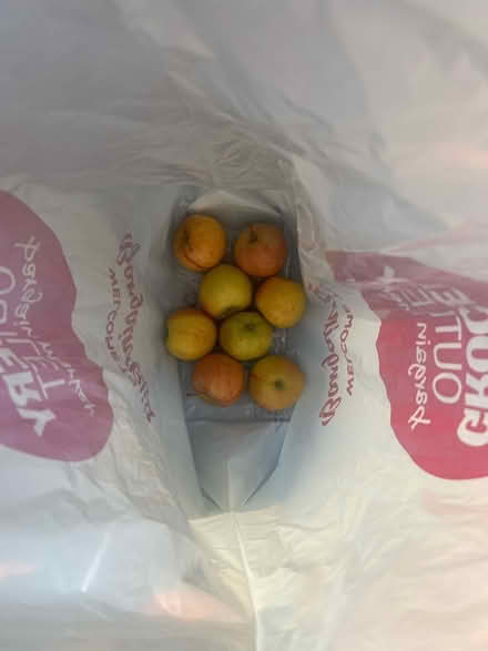 Photo of free Ripe apples (San Jose) #1