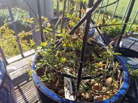 Photo of free Jasmine (Stockwood LU1) #1