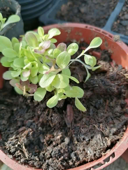 Photo of free Lettuce seedlings (Prescott SY4) #3