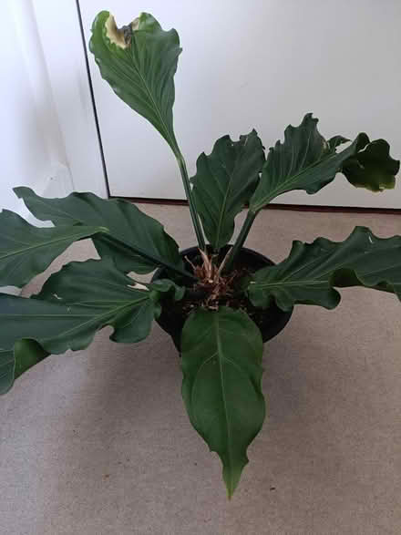 Photo of free Houseplant (Redhill RH1) #1