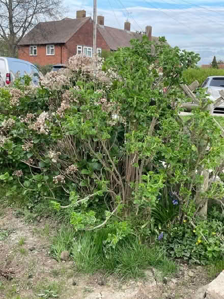 Photo of free Plants (Hampden Park BN22) #2