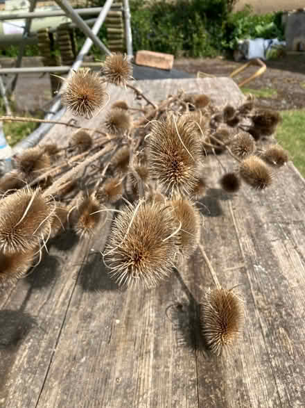 Photo of free Teasles - flower arrangements (Ashchurch GL20) #2