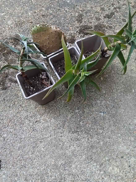 Photo of free Plants (Hailsham BN27) #2