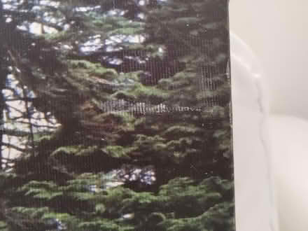 Photo of free Canvas Wall Art - Forest Trees (Freeland OX29) #2