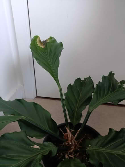 Photo of free Houseplant (Redhill RH1) #4