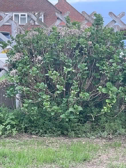 Photo of free Plants (Hampden Park BN22) #4