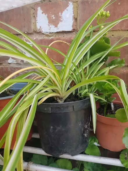 Photo of free Spider plants (Loughborough LE11) #1