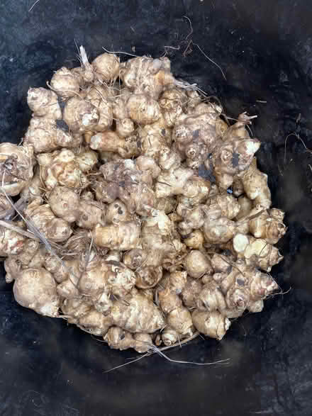 Photo of free Jerusalem artichokes (Whitehough SK23) #1