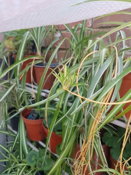 Photo of free Spider plants (Loughborough LE11) #2