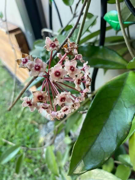 Photo of free Hoya plant (Rockdale) #2