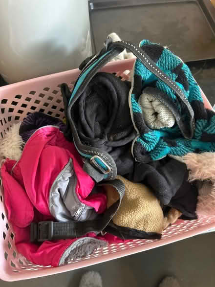 Photo of free Assortment of small dog accessories (Low Moor, BD12) #1