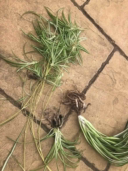 Photo of free Spider plants and babies (CV22 Bilton) #1