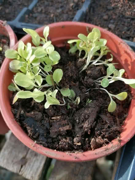 Photo of free Lettuce seedlings (Prescott SY4) #2