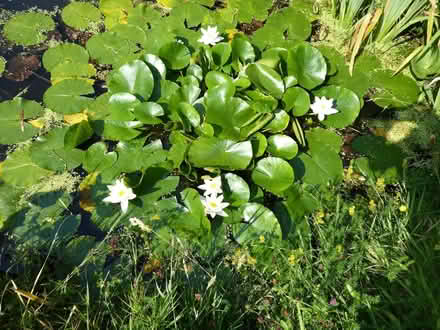 Photo of free Water lily plants (Fareham PO15) #1