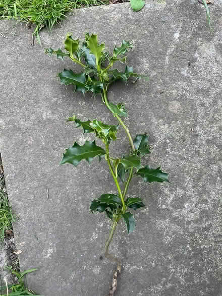 Photo of free Growing holly sapling (Headingley LS6) #1