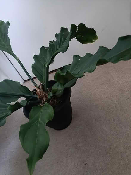 Photo of free Houseplant (Redhill RH1) #3