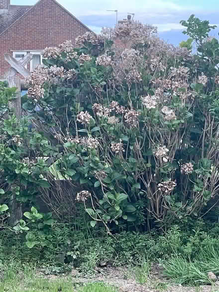 Photo of free Plants (Hampden Park BN22) #3