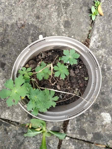 Photo of free Mourning widow geranium (Risinghurst OX3) #1