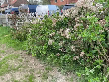 Photo of free Plants (Hampden Park BN22) #1