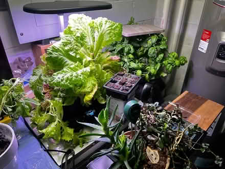 Photo of Garden supplies, seeds (Nky) #1