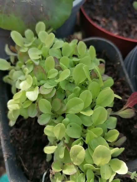 Photo of free Lettuce seedlings (Prescott SY4) #1