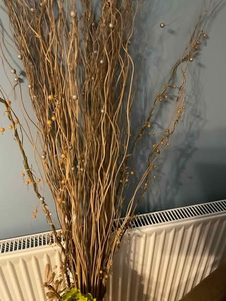 Photo of free Decorative Twigs (Waverton CH3) #2