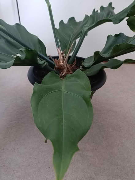 Photo of free Houseplant (Redhill RH1) #2