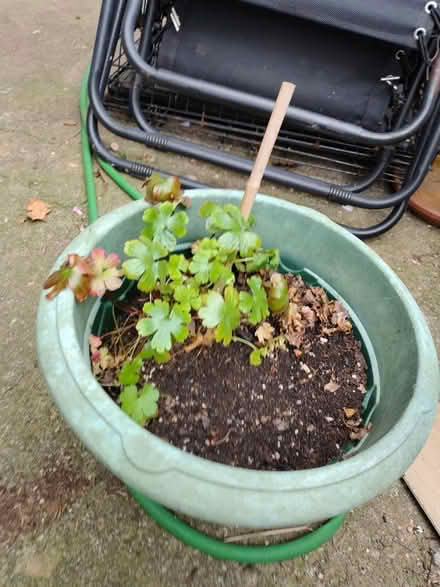 Photo of free Large potted plants (M40) #2