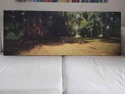 Photo of free Canvas Wall Art - Forest Trees (Freeland OX29) #1