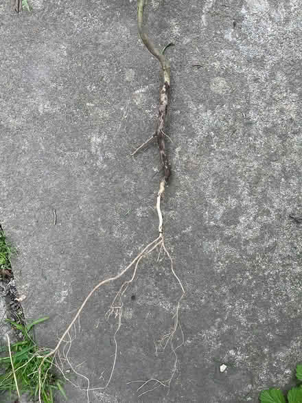 Photo of free Growing holly sapling (Headingley LS6) #2