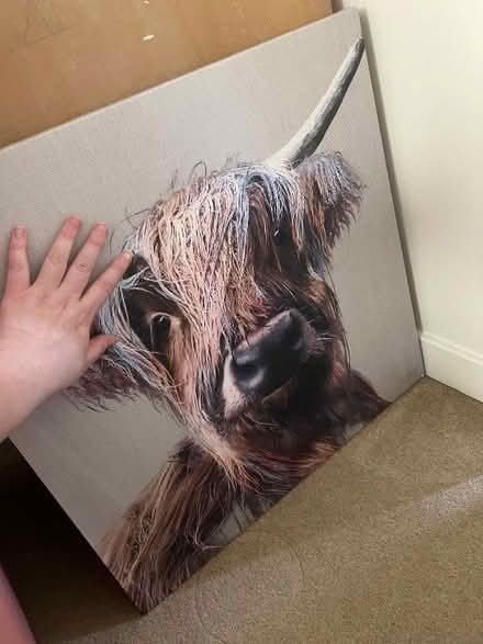 Photo of free Canvas (Wincobank S5) #2