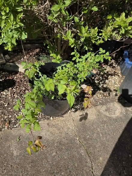 Photo of free Raspberry plants (Botley OX2) #1