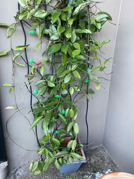 Photo of free Hoya plant (Rockdale) #1
