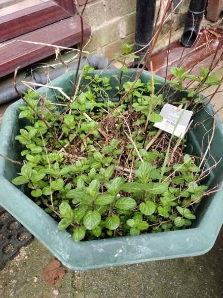 Photo of free Large potted plants (M40) #1