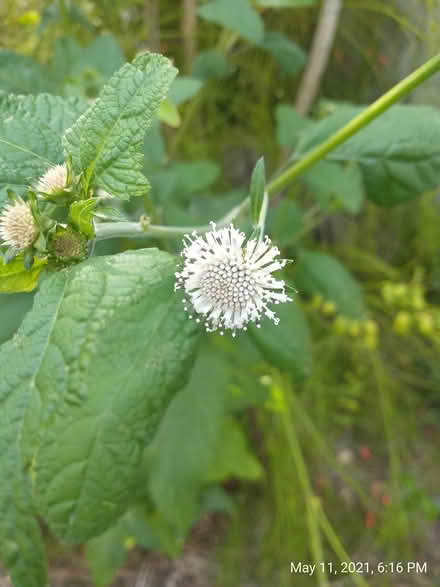 Photo of free Native flowers (Palm Harbor) #3