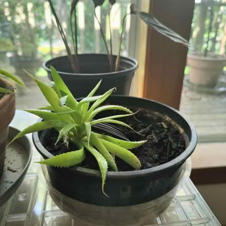 Photo of free Plants (Victory Heights, North Seattle) #4