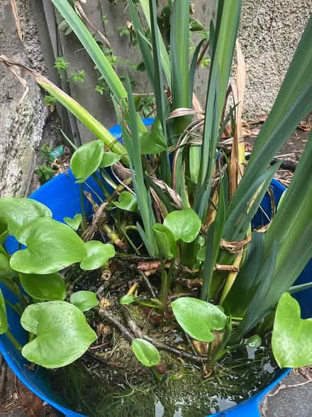 Photo of free Pond plants (Barrows Green LA9) #1