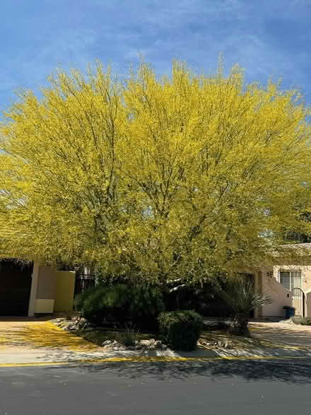 Photo of free Shade Trees in 5-Gallon Pots (San Bernardino) #4