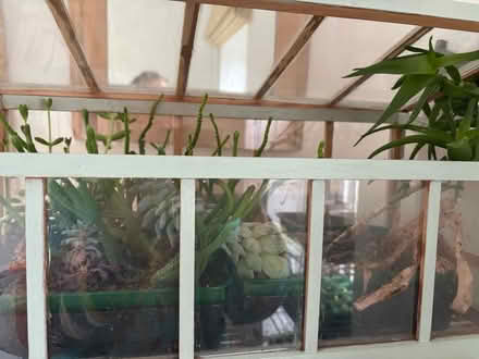 Photo of free Succulents (Hayle TR27) #1
