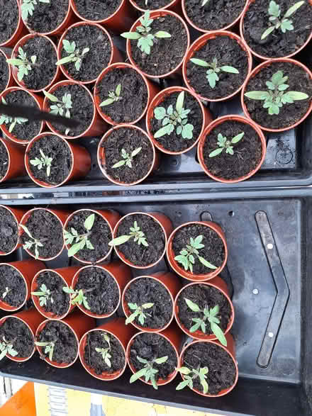 Photo of free Tomato plants (Connah's quay) #1