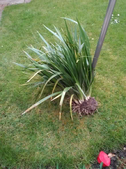 Photo of free Iris Clump (World's End RH15) #1