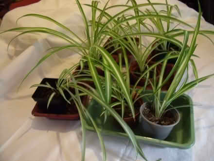 Photo of free Spider plants (Wilmslow SK9) #1