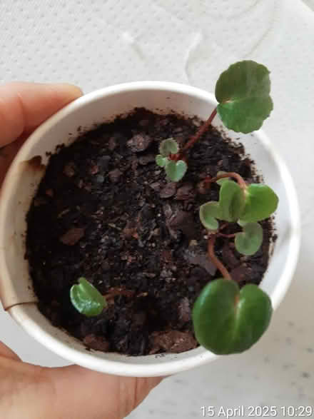 Photo of free 4 Cyclamen seedlings in a paper cup (Edgwarebury Lane) #2