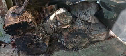 Photo of free Logs (Failand BS8) #1