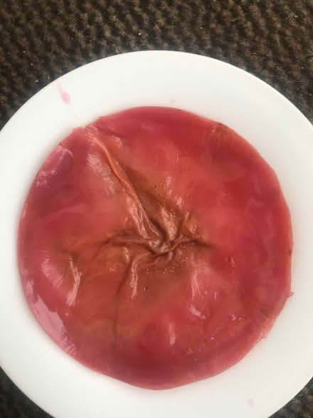 Photo of free Kombucha scoby (Broxtowe NG8) #1