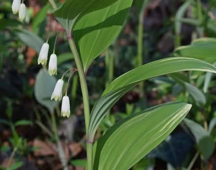 Photo of Can somebody share a clamp of Solomon’s seal? I’d love to gr (Otford TN14) #1